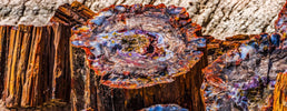 Petrified Wood Metaphysical Properties - My Shop of Wonders