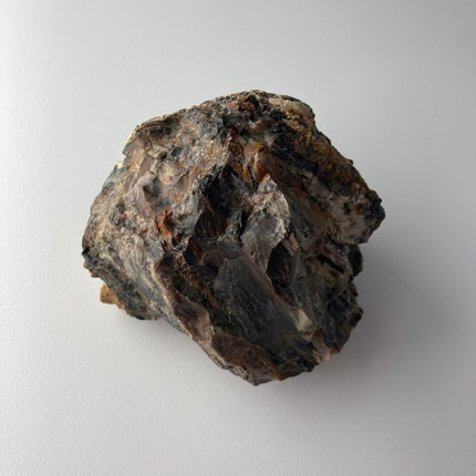 Large Piece of Petrified Wood from Turkey - My Shop of Wonders