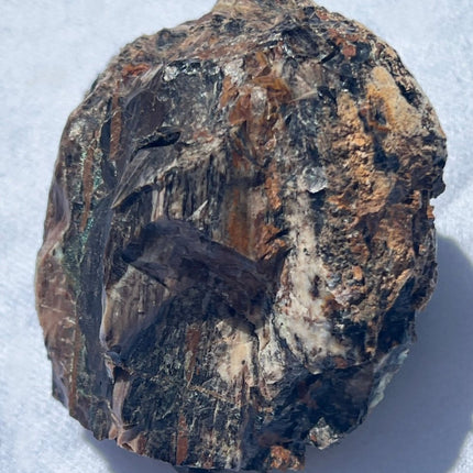 Large Piece of Petrified Wood from Turkey - My Shop of Wonders