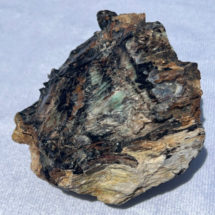 Large Piece of Petrified Wood from Turkey - My Shop of Wonders