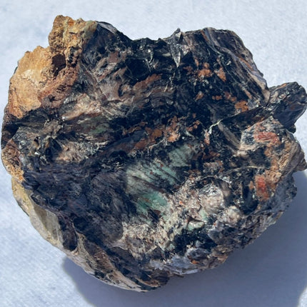 Large Piece of Petrified Wood from Turkey - My Shop of Wonders
