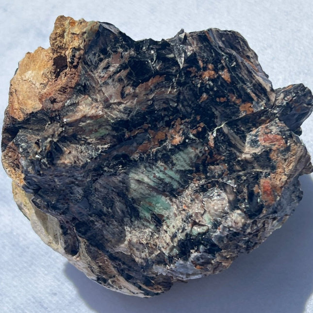 Large Piece of Petrified Wood from Turkey - My Shop of Wonders