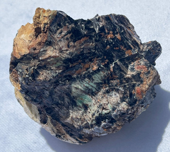 Large Piece of Petrified Wood from Turkey - My Shop of Wonders
