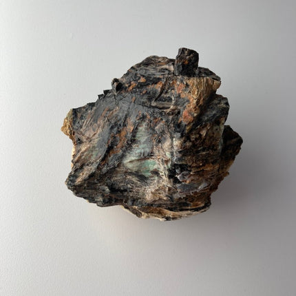 Large Piece of Petrified Wood from Turkey - My Shop of Wonders