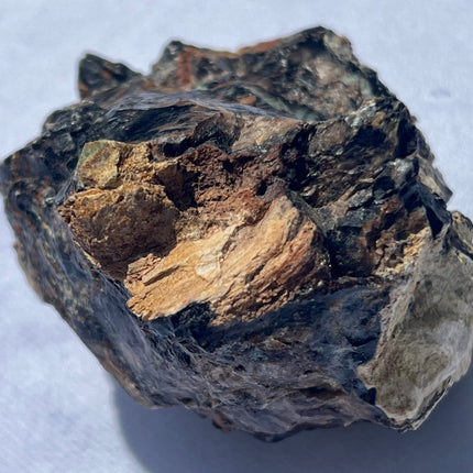 Large Piece of Petrified Wood from Turkey - My Shop of Wonders