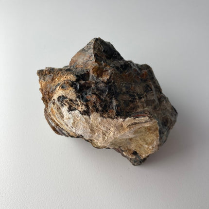 Large Piece of Petrified Wood from Turkey - My Shop of Wonders