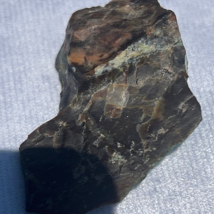 Piece of Petrified Wood with Chrysocolla - My Shop of Wonders