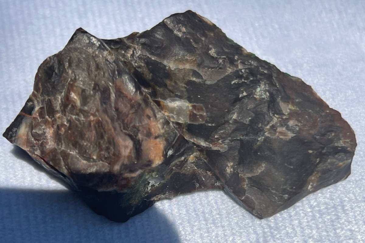 Piece of Petrified Wood with Chrysocolla - My Shop of Wonders
