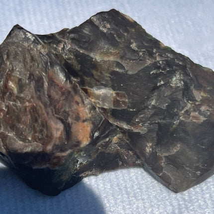 Piece of Petrified Wood with Chrysocolla - My Shop of Wonders