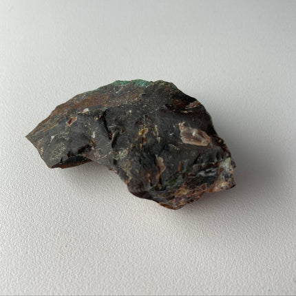 Piece of Petrified Wood with Chrysocolla - My Shop of Wonders