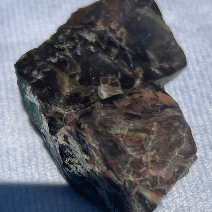 Piece of Petrified Wood with Chrysocolla - My Shop of Wonders