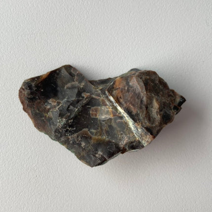 Piece of Petrified Wood with Chrysocolla - My Shop of Wonders