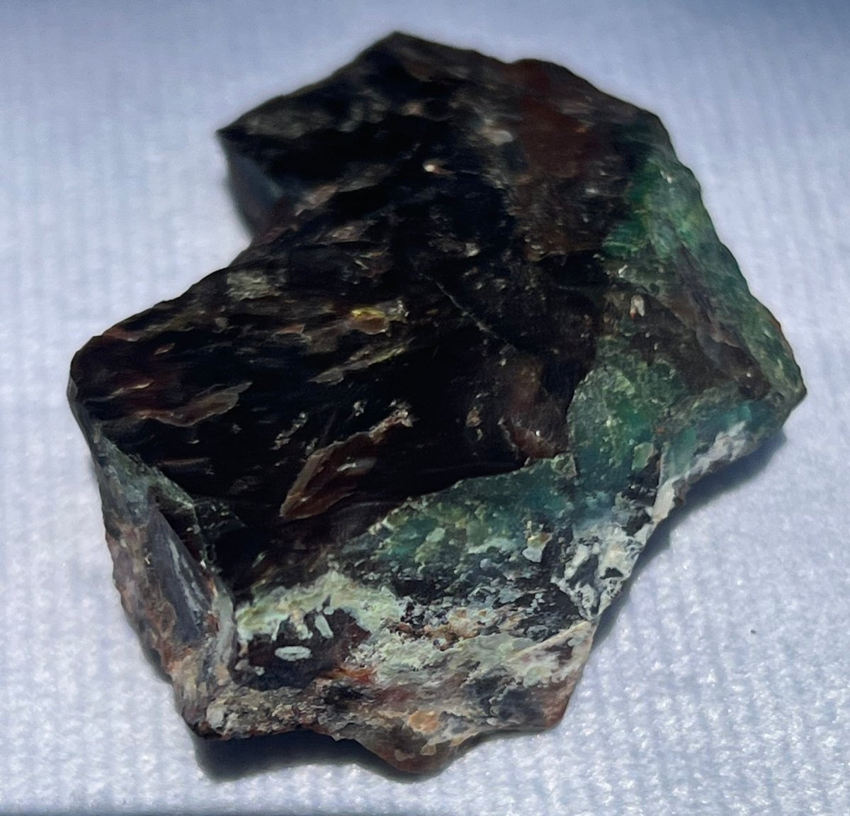 Piece of Petrified Wood with Chrysocolla - My Shop of Wonders